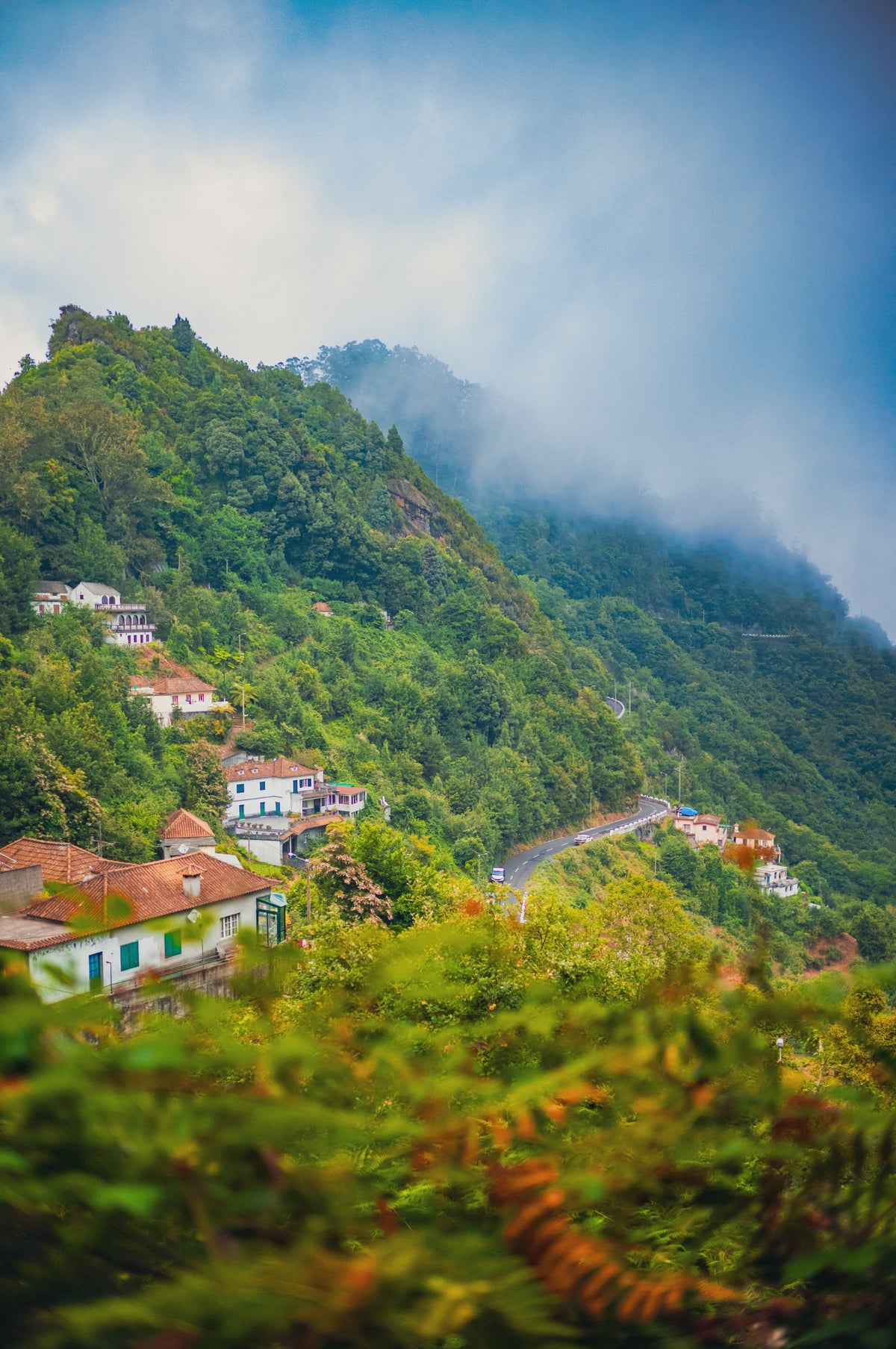 Cloud Forest