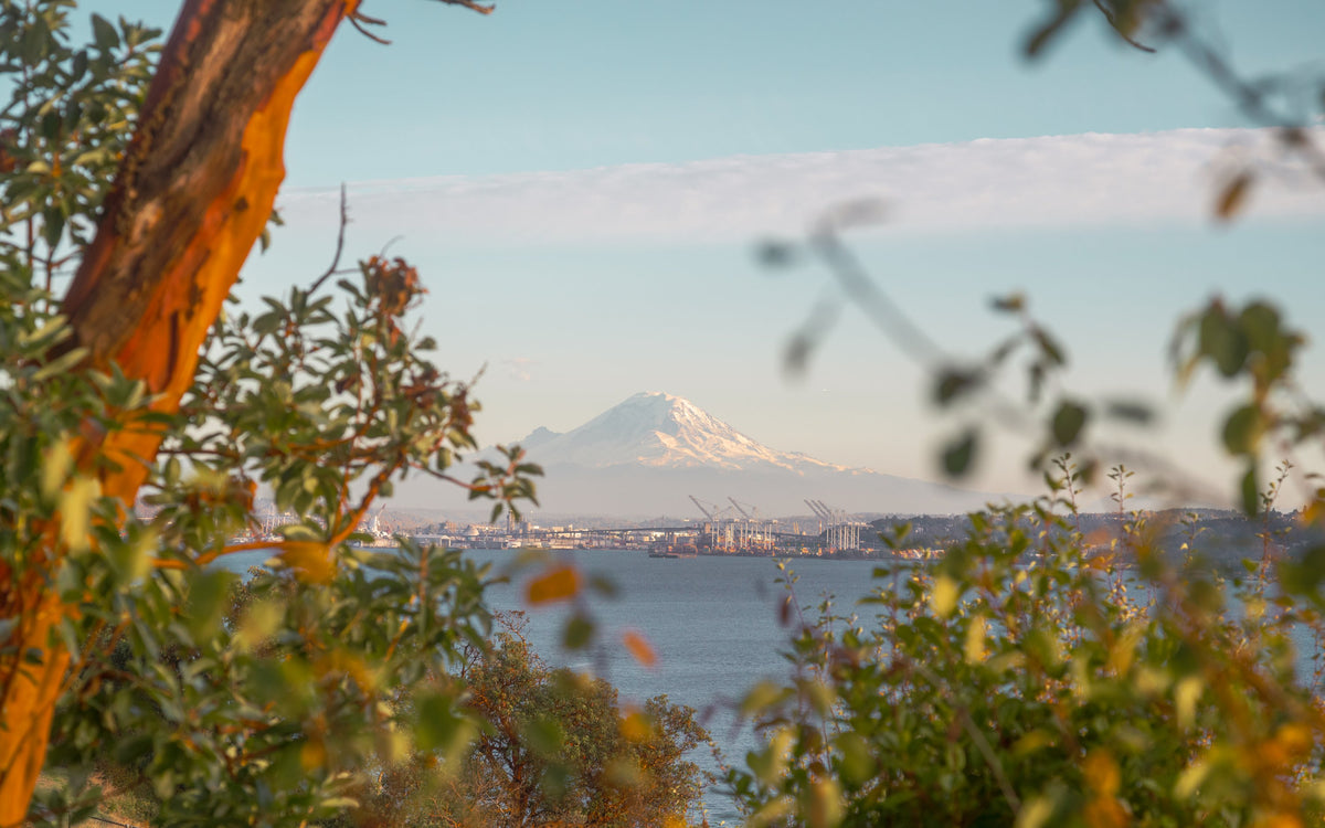 Mount Rainier's snowy peak framed by leaves across the water from Seattle