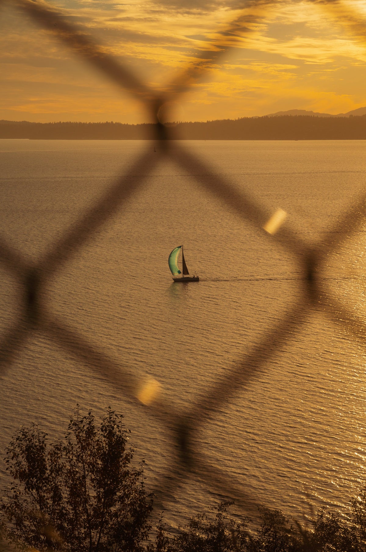 A lone sailboat on golden water seen through a fence, Puget Sound, Seattle