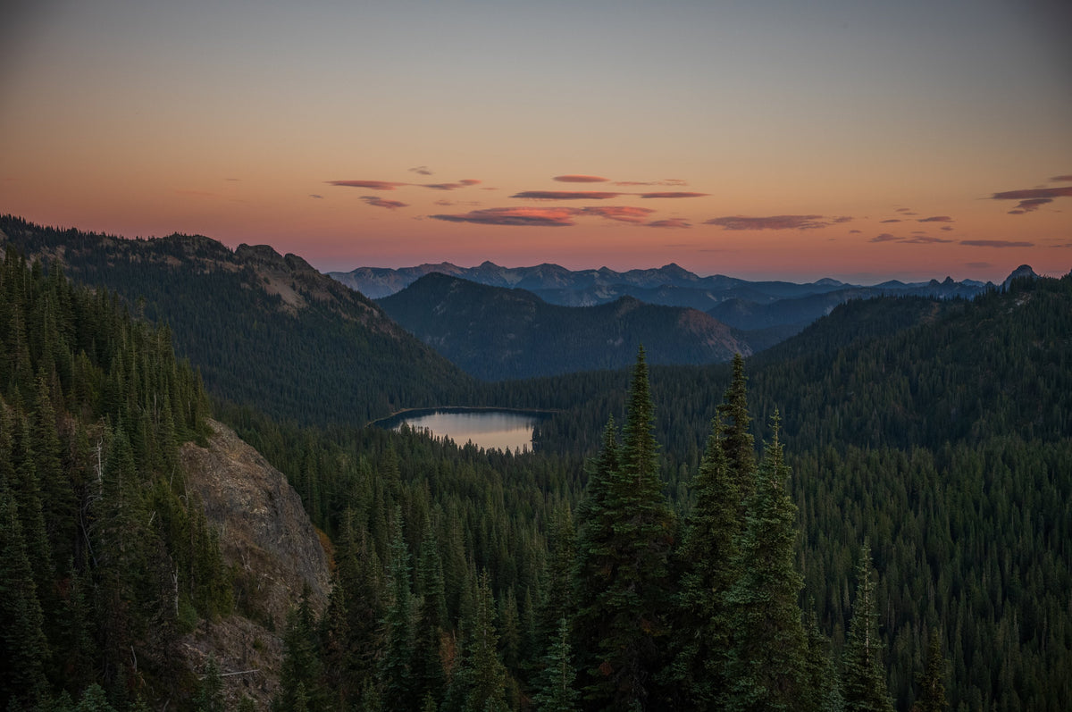Tree Line