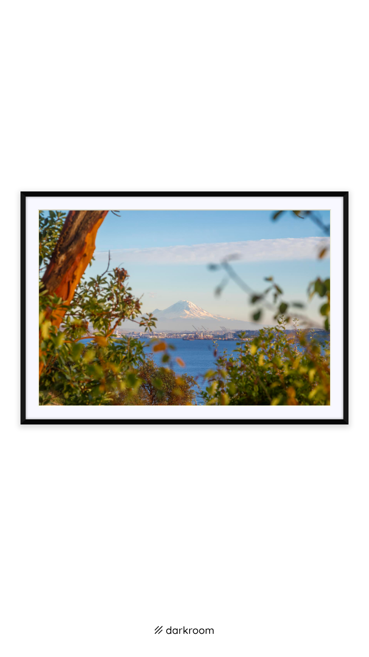 Black-framed print: Mount Rainier's snowy peak framed by leaves across the water from Seattle